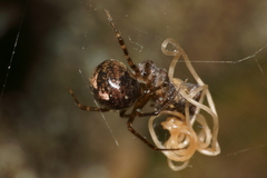 Theridion zantholabio