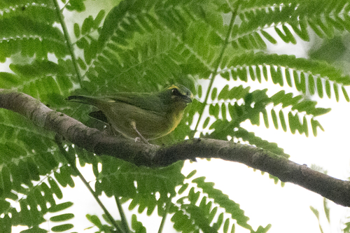 Yellow-browed Shrike-Vireo (Vireolanius eximius), photo 2