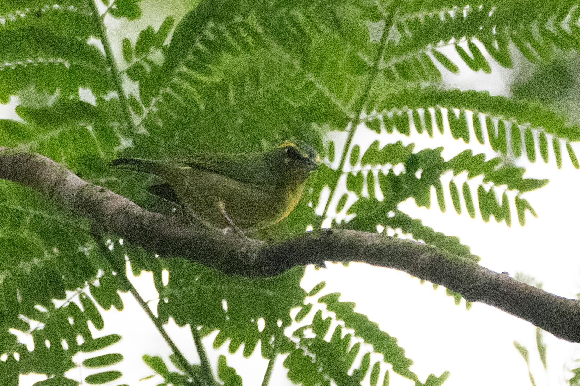 Yellow-browed Shrike-Vireo (Vireolanius eximius), photo 1