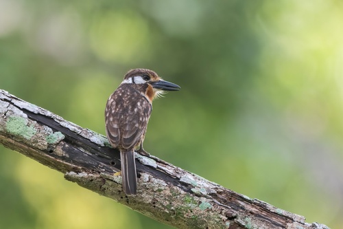 Russet-throated Puffbird (Hypnelus ruficollis), photo 6