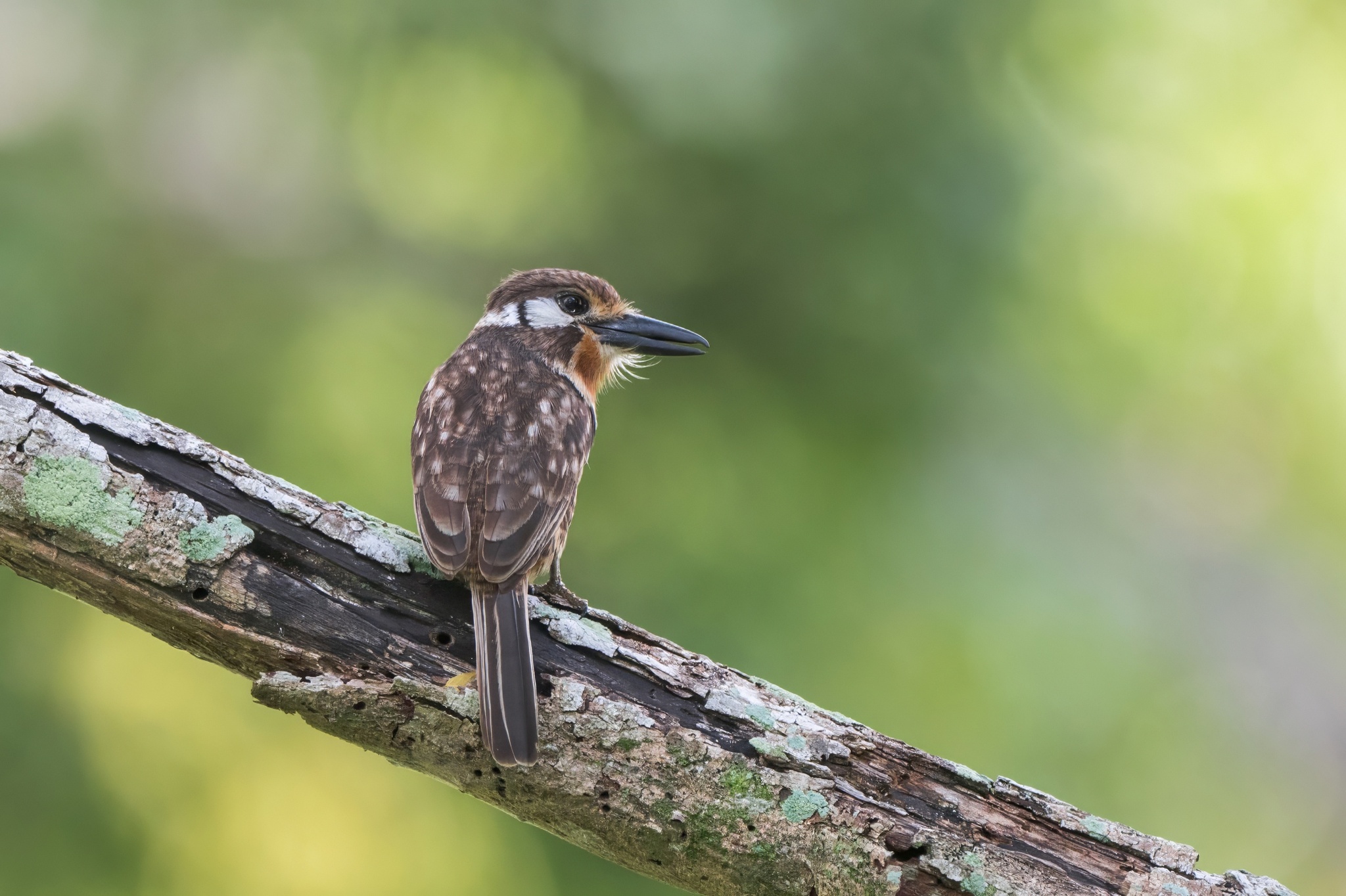 Russet-throated Puffbird (Hypnelus ruficollis), photo 4