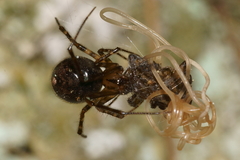 Theridion zantholabio