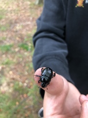 Anoplotrupes stercorosus