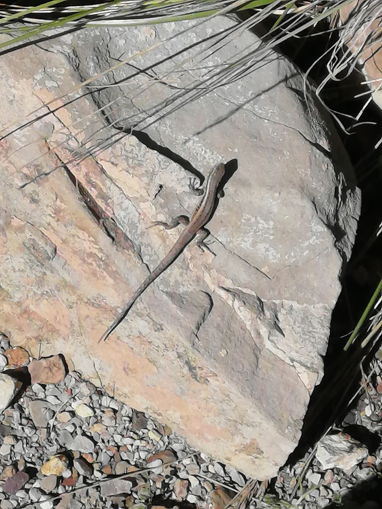 Jupapina Smooth-throated Lizard