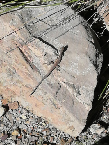 Jupapina Smooth-throated Lizard