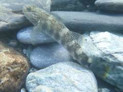 Rhinogobius gigas