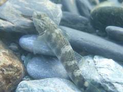 Rhinogobius gigas