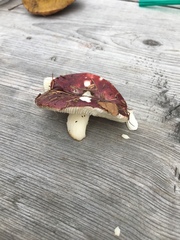 Russula