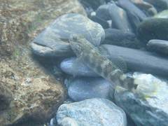Rhinogobius gigas