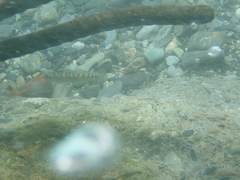 Sicyopterus japonicus