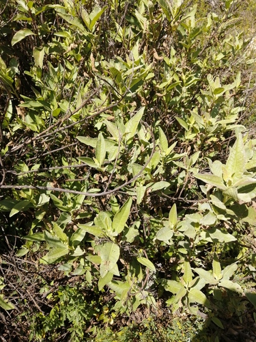 Tessaria fastigiata, photograph 2