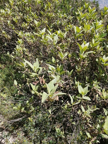 Tessaria fastigiata, photograph 1