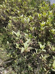 Tessaria fastigiata, photograph (c) René Alejandro Moscoso Miranda, some rights reserved (CC BY-SA)
