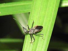 Rhynocoris marginellus