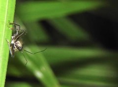 Rhynocoris marginellus