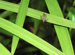 Rhynocoris marginellus