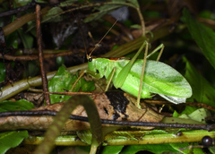 Hexacentrus unicolor