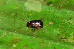 Harmonides