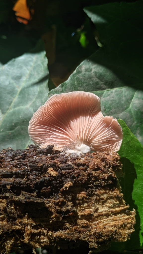Pleurotus djamor · April 2025 · photo: © maricel_centi (iNaturalist, cc-by-sa)