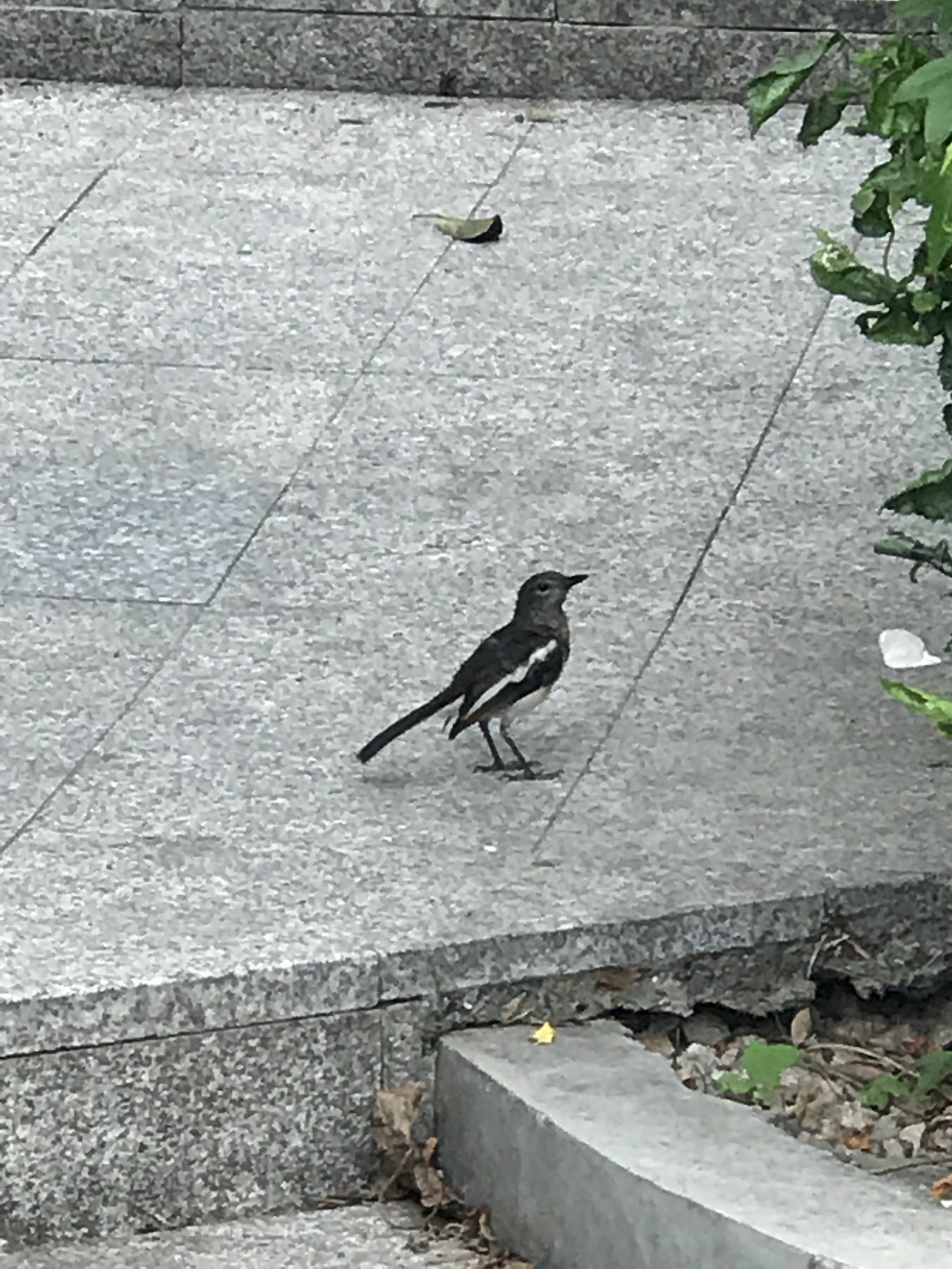 Oriental Magpie-Robin