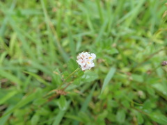 Phyla nodiflora minor