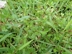 Phyla nodiflora minor