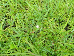 Phyla nodiflora minor