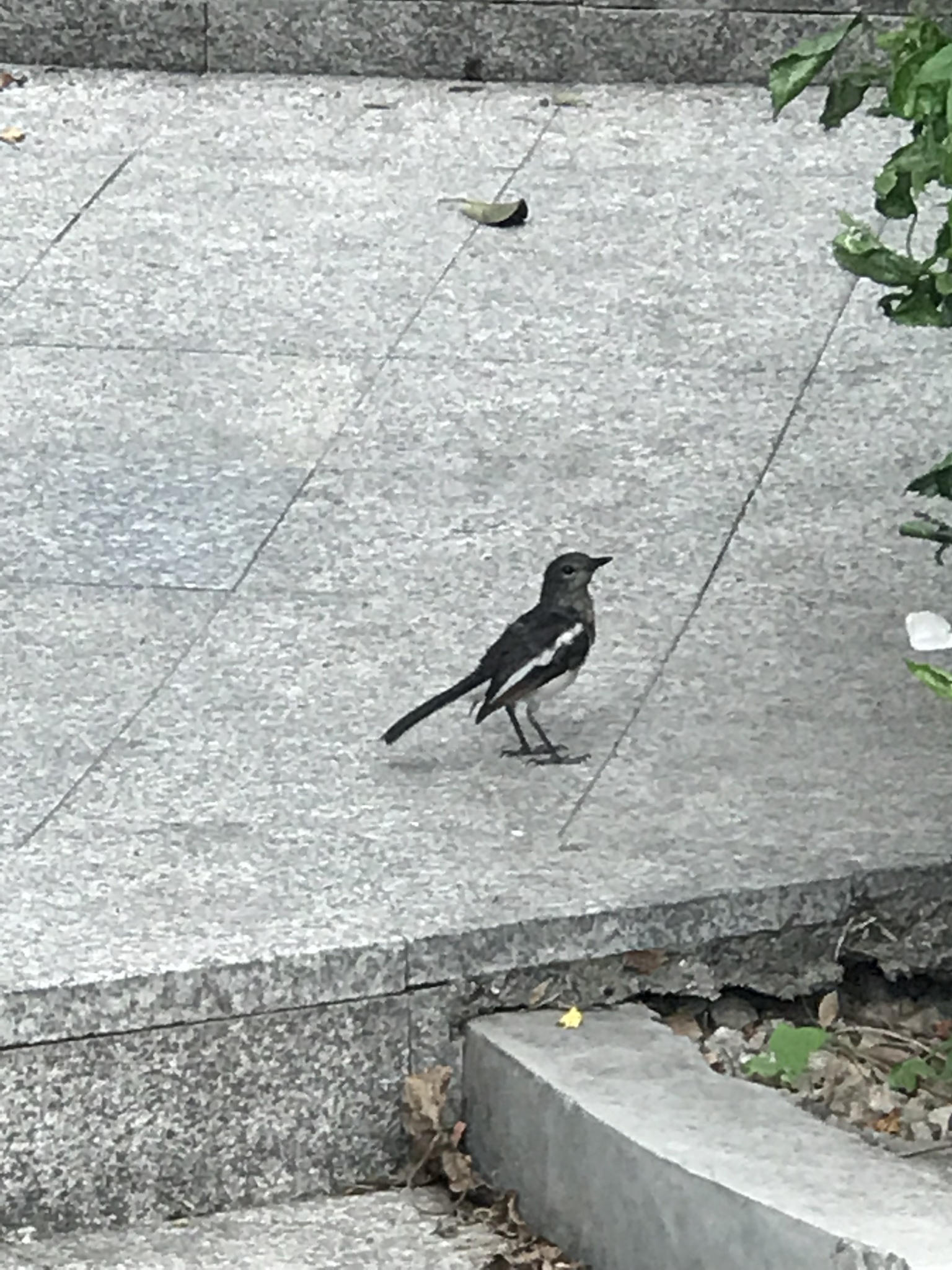 Oriental Magpie-Robin