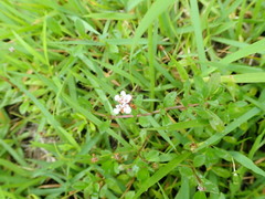 Phyla nodiflora minor