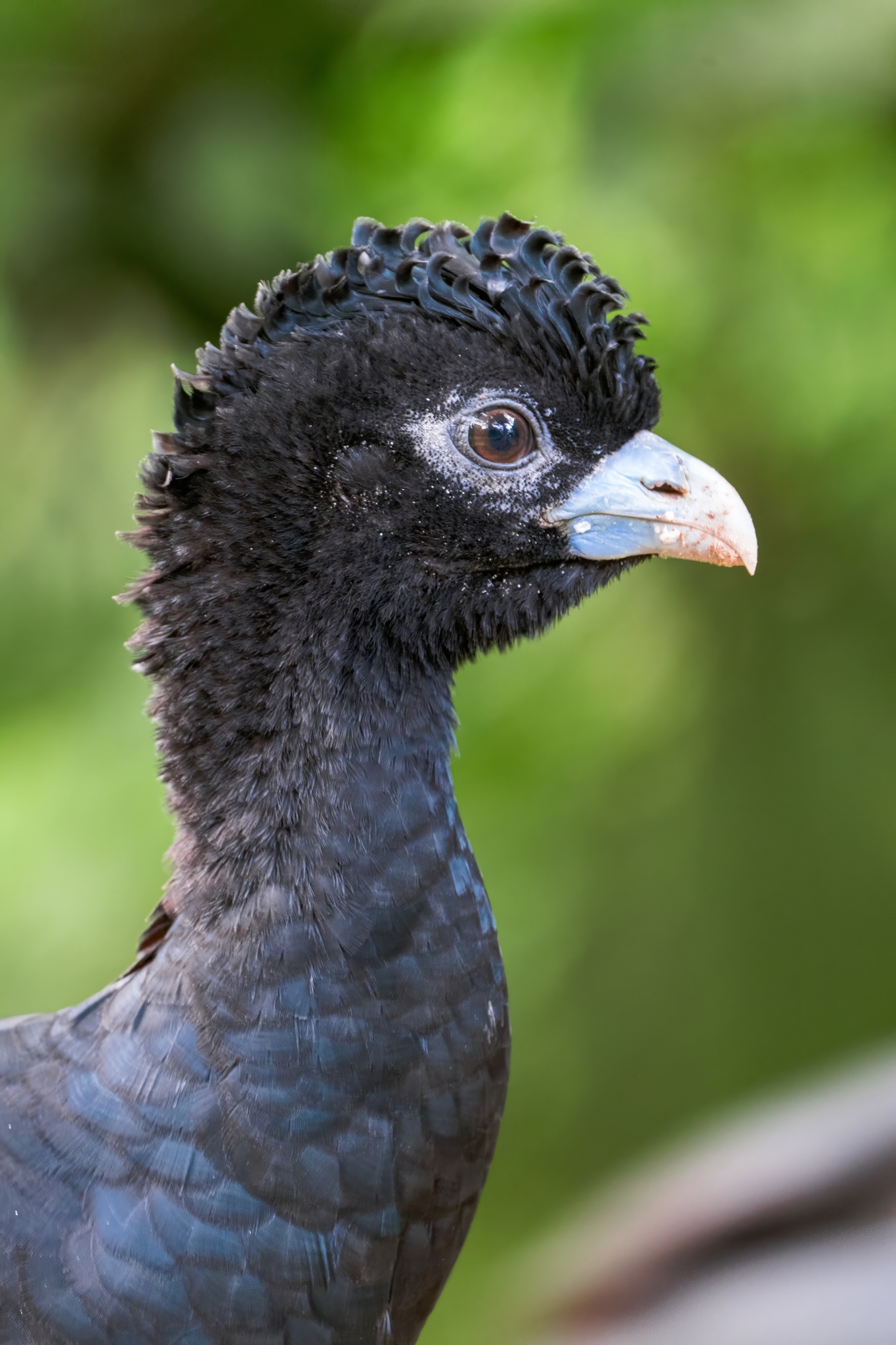 Blue-billed Curassow (Crax alberti), photo 9