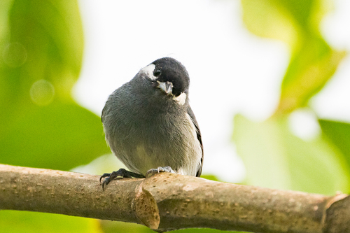 White-eared Conebill (Conirostrum leucogenys), photo 3