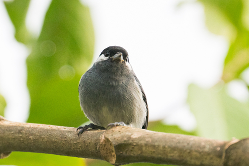 White-eared Conebill (Conirostrum leucogenys), photo 4