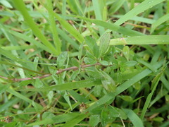 Phyla nodiflora minor