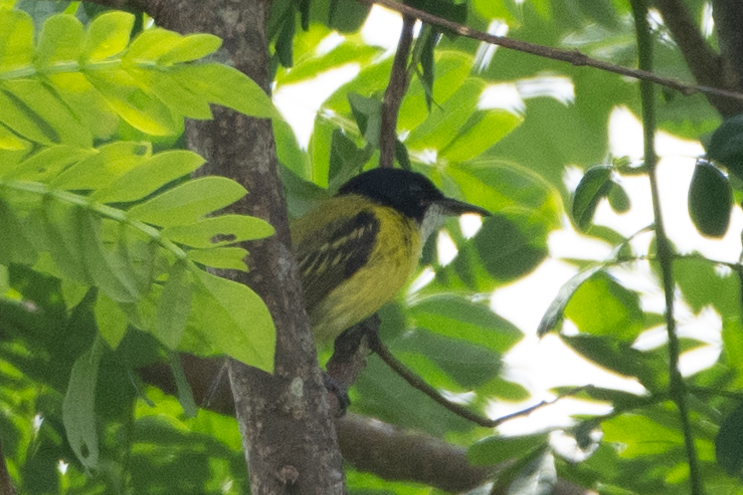 Black-headed Tody-Flycatcher (Todirostrum nigriceps), photo 7