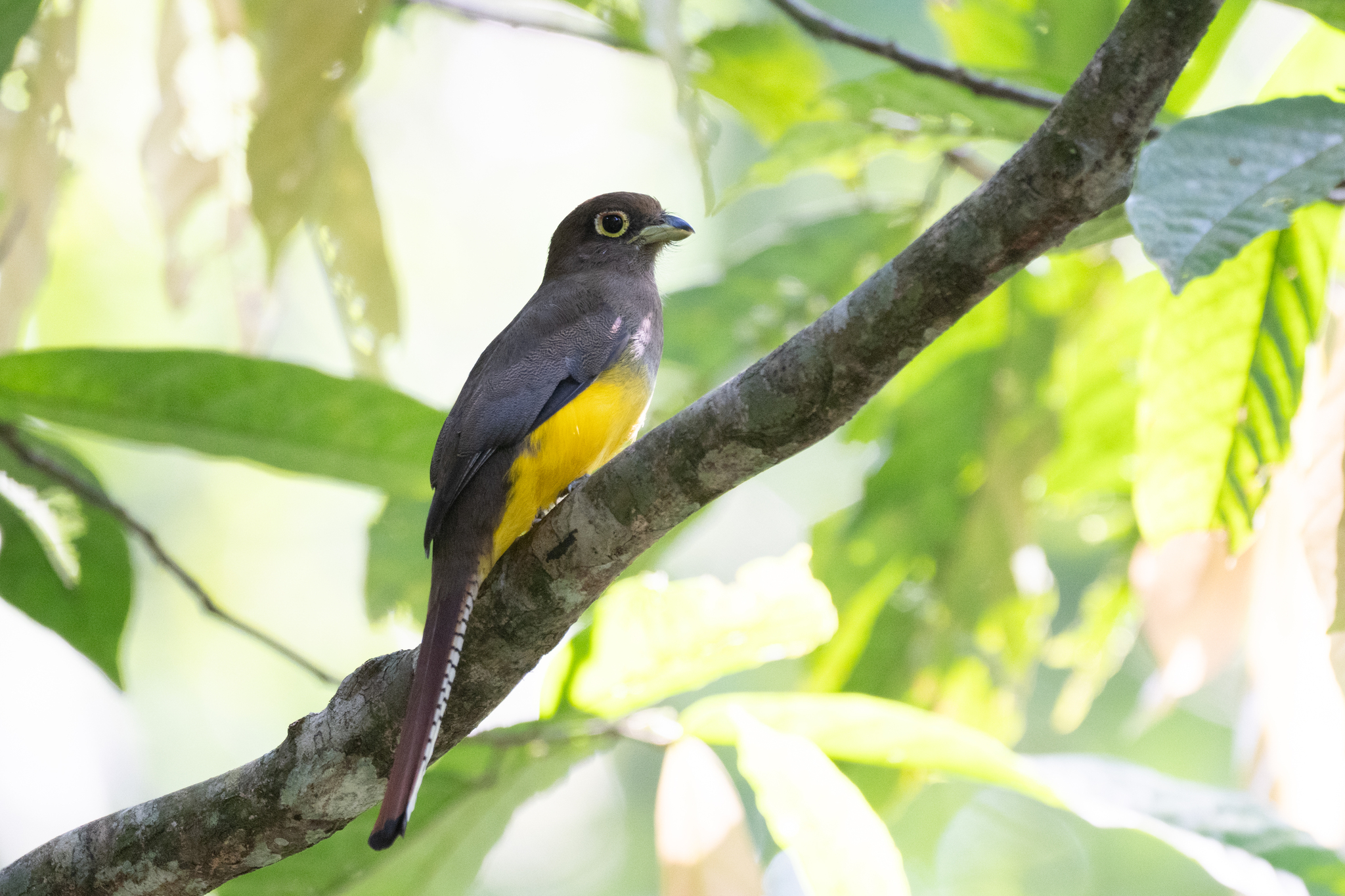 Choco Black-throated Trogon illustration