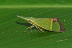 Odontoptera carrenoi