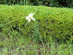 Lilium formosanum × lilium longiflorum