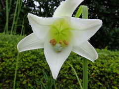 Lilium formosanum × lilium longiflorum