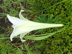 Lilium formosanum × lilium longiflorum