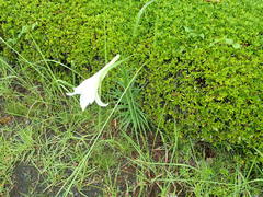 Lilium formosanum × lilium longiflorum