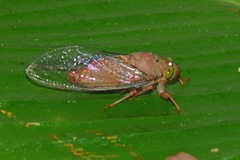Carineta rufescens