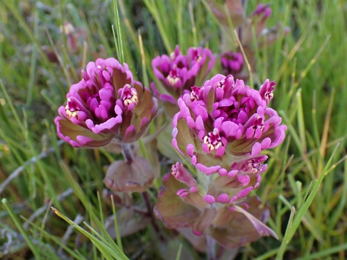Johnny-nip (Castilleja ambigua)