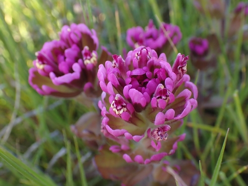 Image of Castilleja ambigua by (c) Mandy Hackney, some rights reserved (CC BY)