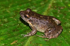 Leptodactylus discodactylus