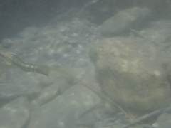 Sicyopterus japonicus