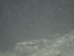 Sicyopterus japonicus