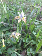 Moraea vegeta