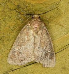 Pseudorthodes vecors