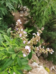 Vitex negundo heterophylla