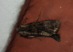 Apamea monoglypha
